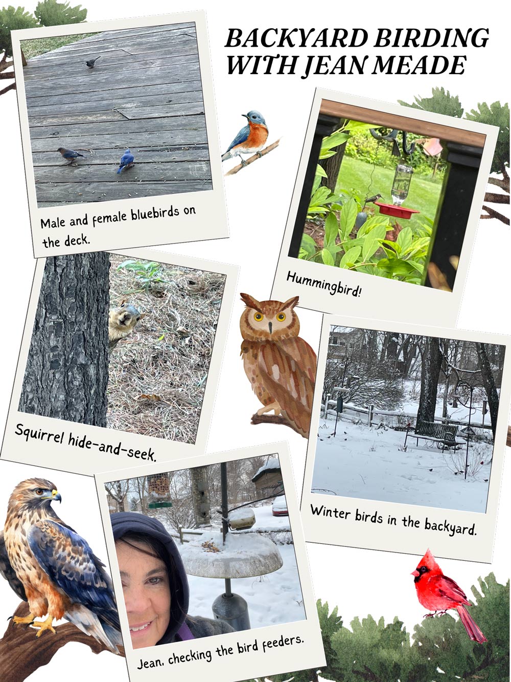 collage of photos of birds and a squirrel from Jean's back yard with other bird and tree graphic elements.